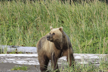 Fototapeta premium Grizzly Bear Sow in Alaska