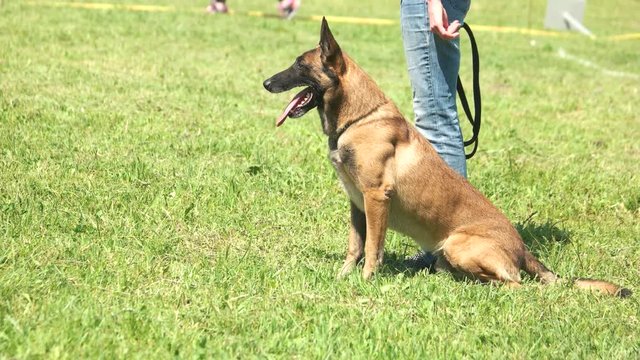 The dog is walking and sitting beside its owner. The dog is repeating owner's movement.