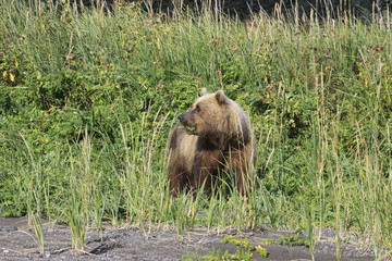 Alaskan Brown Bear are abundant within the state of Alaska