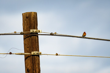 House Finch perched on power line