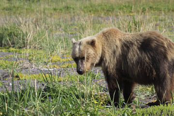 Fototapeta premium Bears in Alaska at Lake Clarke National Refuse