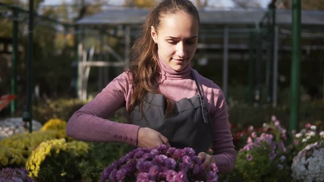Young smiling female florist in apron examining and cutting dry flowers using garden pruner from chrysanthemum standing on the shelf in greenhouse. Young woman checks a pot of chrysanthemum