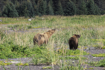 Bears in Alaska at Lake Clarke National Refuse