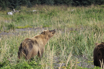 Bears in Alaska at Lake Clarke National Refuse