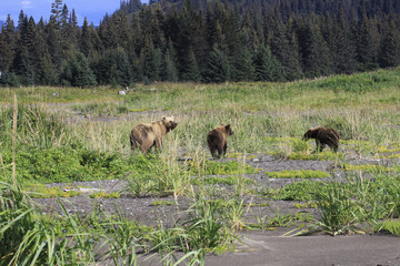 Fototapeta na wymiar Bears in Alaska at Lake Clarke National Refuse
