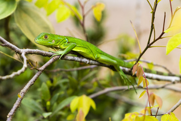 Stirnlappenbasilisk, Basiliscus plumifrons, Federbuschbasilisk