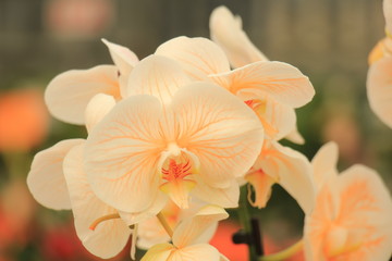 Obraz na płótnie Canvas Phalaenopsis orchid plant