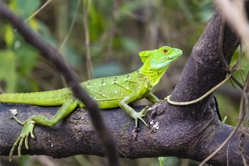 Stirnlappenbasilisk, Basiliscus plumifrons, Federbuschbasilisk