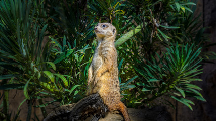 The sociable life of the meerkats