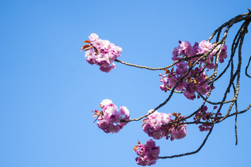 blooming sakura against the blue sky
