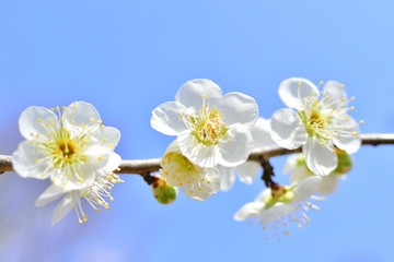 Palm blossom in spring