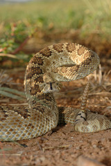 Crotalus scutulatus