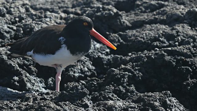 american oystercatcher at bachas beach on isla santa cruz in the galapagos, ecuador
