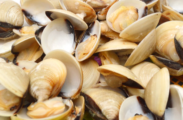  steamed clams isolated on background