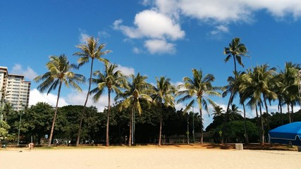 Fototapeta na wymiar Coconut Palms Oahu