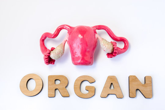 Uterus is organ of human or animal concept photo. Uterus with ovaries near volume letters composing word organ on light background. Visualization of female organ for medicine, biology, anatomy, study