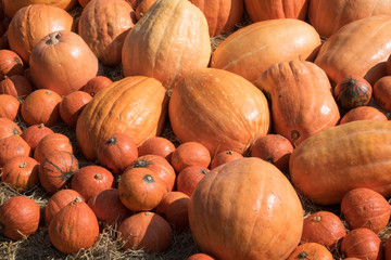 In the United States, the carved pumpkin was first associated with the harvest season in general
