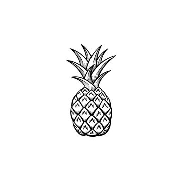 Vector hand drawn Pineapple outline doodle icon. Pineapple sketch illustration for print, web, mobile and infographics isolated on white background.