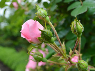 Roses on a bush in a garden.