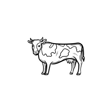 Vector hand drawn Cow outline doodle icon