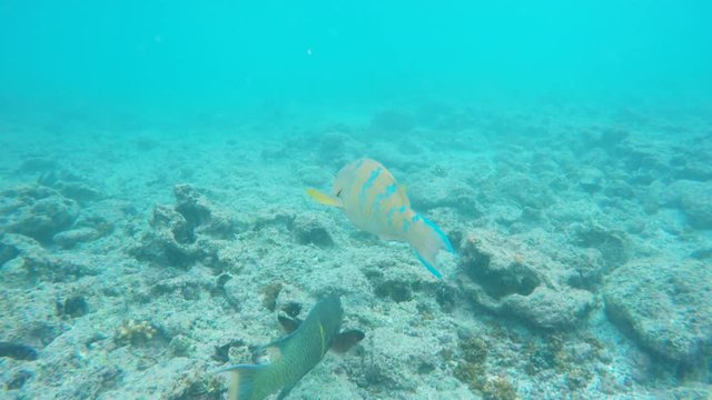a blue-chin parrotfish and mexican hogfish swimming together at devil's crown in the galapagos islands, ecuador