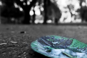 Accumulation of rainwater on the leave