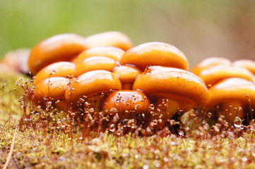 ナメコ　天然　なめこ