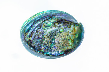 New Zealand Paua shell Haliotis Iris isolated on white background.