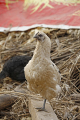In the courtyard of the chicken