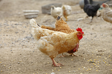 In the courtyard of the chicken
