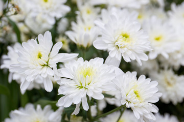 Obraz na płótnie Canvas Beautiful white chrysanthemums for decoration close up.