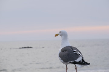 Seagull overlooking Ocean at Sunset