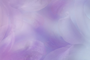 Violet-blue background with petals of  flowers. Close-up. Nature.