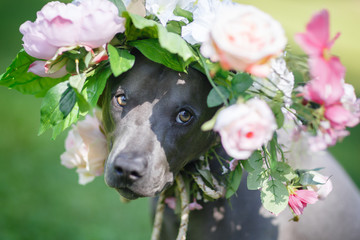 thai ridgeback dog in flower wreath