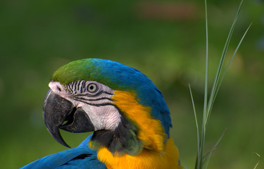 Macaw-2