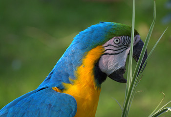 Macaw-1