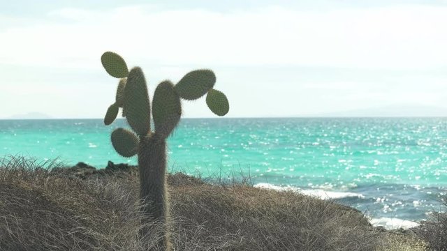 pickly pear cactus growing at bachus beach on isla santa cruz in the galapagos islands
