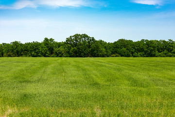 Edge of forest, field with green grass - obrazy, fototapety, plakaty