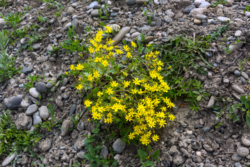 Beautiful blossoming wildflowers