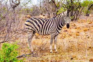 Zebra in the drought stricken savanna area of central Kruger Park in South Africa