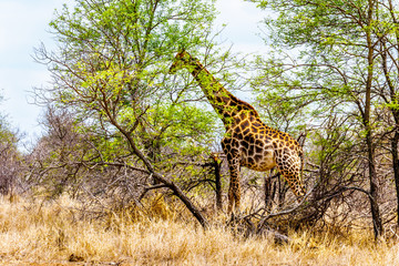 Giraffe eating the leafs of the few green trees in the drought stricken savanna area of central Kruger National Park in South Africa