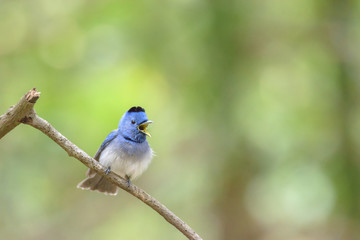 Male Black-naped monarch or black-naped blue flycatcher perching on tree branch , Thailand