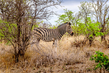 Zebra in the drought stricken savanna area of central Kruger Park in South Africa