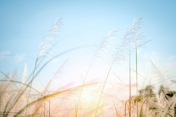 Obraz premium soft focus of flowering grass in wind. dreamy concept
