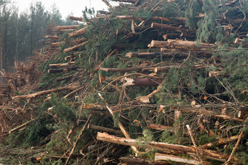 pile of cut tree logs
