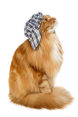 beautiful maine coon cat in hat