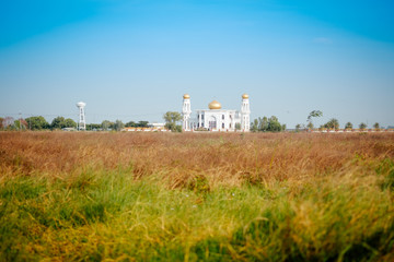 Landscape sky and flowering grass at Central Mosque, Ayuthaya of Thailand