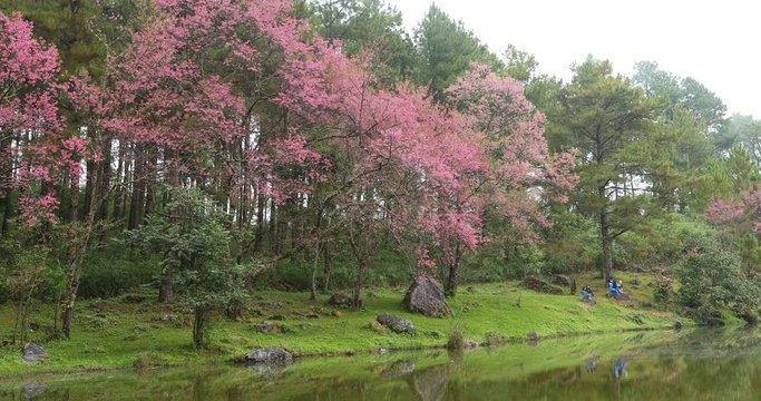 beautiful landscape nature, pink wild himalayan cherry flower blossom blooming in the forest, place of travel in doi inthanon national park chiang mai, thailand