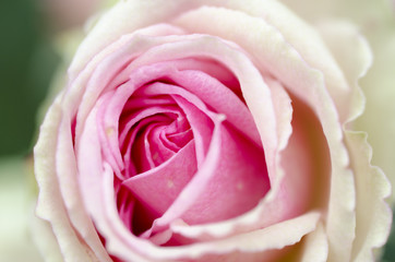 Roses Blur Valentine's Day