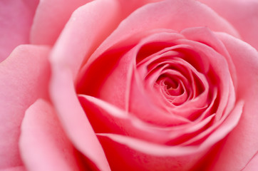 Fototapeta na wymiar Roses Blur Valentine's Day